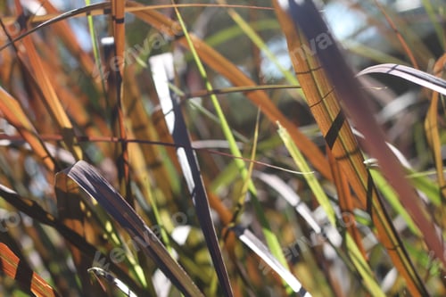 Preview: Tall Blades Of Prairie Grass With Feathery Plumes 2827