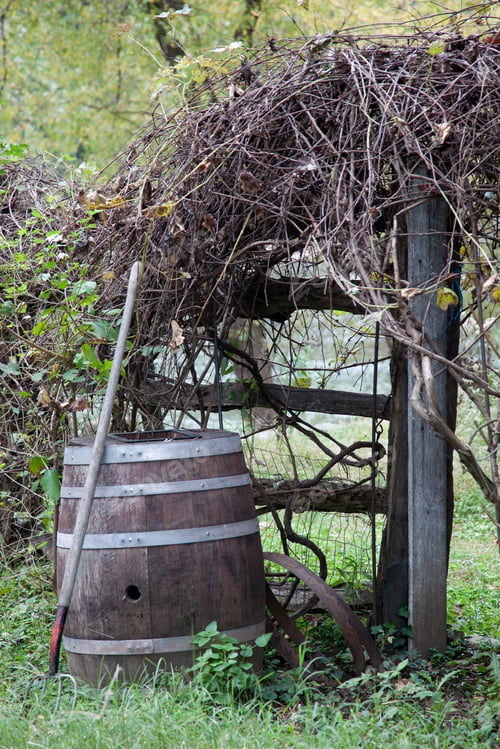 Preview: Old Weathered Barrel In An Overgrown Garden
