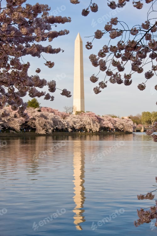 Preview: Washington Monument With A Layer Of Cherry Blossom Flowers At The Base And Reflection In Tidal Basin