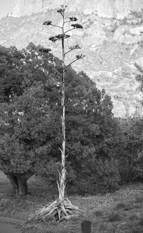 Preview: Century Plant Outdoors In Black And White