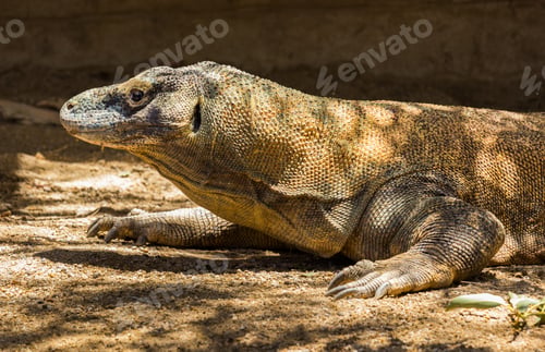 Preview: Komodo Dragon Or Varanus Komodoensis, Also Known As The Komodo Monitor, Is A Large Species Of