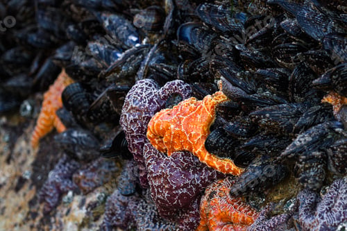 Preview: The Orange And Purple Ochre Sea Stars And Some Of The Most Common And Beautiful Creatures Easily