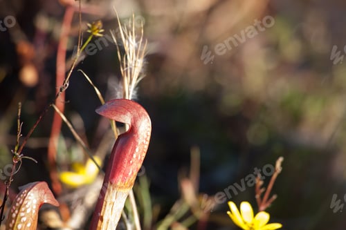 Preview: A Pitcher Plant In The Sunshine