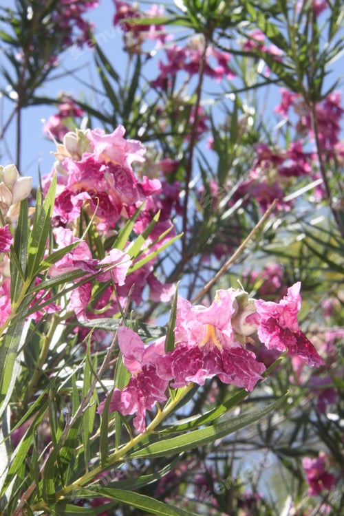 Preview: A Desert Willow Hybrid Tree With Purple Flowers 0131
