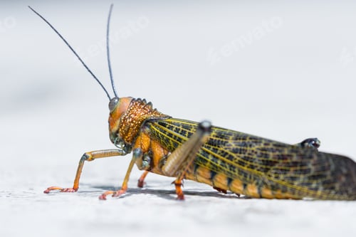 Preview: Close Up Of A Giant Tropical Grasshopper Standing On White Concrete At The Edge Of A Pool In Costa