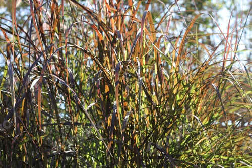 Preview: Tall Blades Of Prairie Grass With Feathery Plumes 2753
