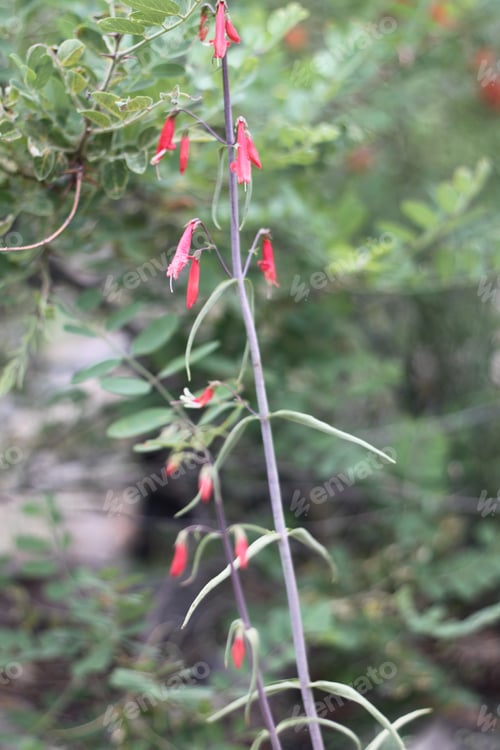 Preview: A Firecracker Penstemon With Pink Flowers 8341