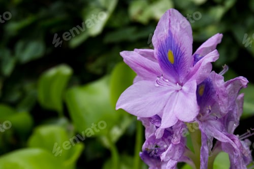 Preview: Close Up Of A Beautiful Type Of Lili With Purple Color And The Top Petal With Blue And Yellow