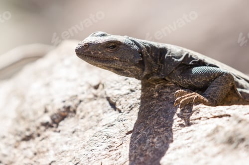 Preview: Adult Common Chuckwalla Lizard Sunbathing On A Rock In The California Desert.