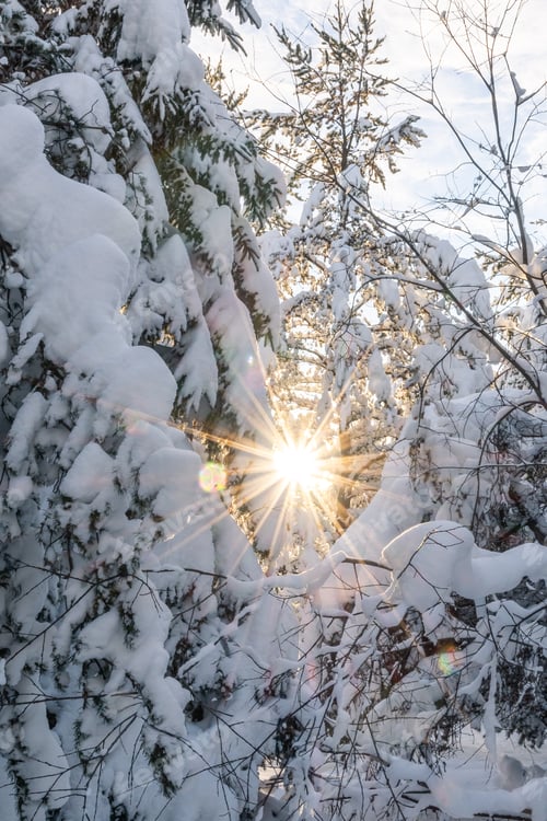 Preview: Portrait Photo Of The Sun Peaking Through The Branches Of Trees Covered In Snow On A Cold Winter