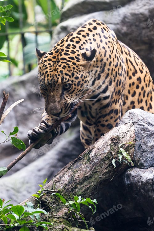 Preview: Close Up Of A Jaguar In A Wildlife Refuge In Costa Rica