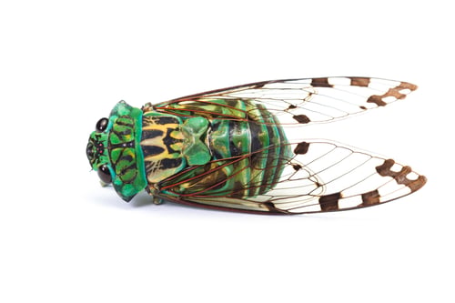 Preview: Green Cicada With Golden Wings Isolated On A White Background
