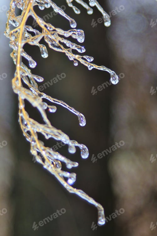 Preview: Ice Background - Icicles In Colorful Nature - Twigs And Droplets Frozen Over