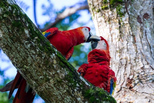 Preview: Loving Pair Of Scarlet Macaws Kissing Underneath A Tree