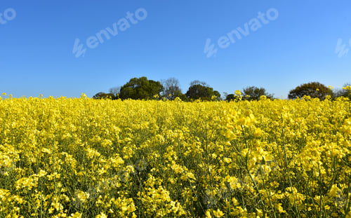 Preview: Gorgeous Yellow Flowering Rape Seed On A Spring Day.