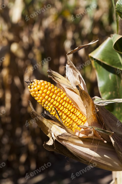 Preview: Corn Field