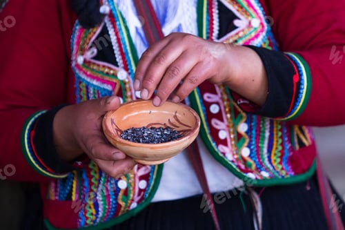 Preview: Close Up Of A Woman Hands Holding Seeds Used For Dying Textiles