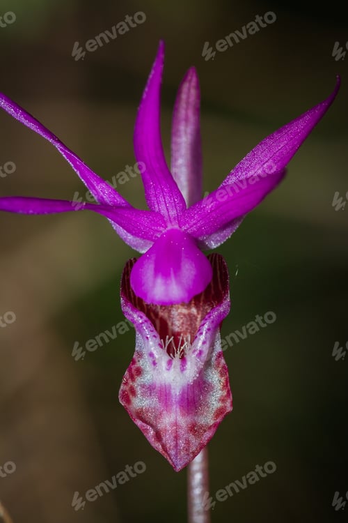 Preview: Lady S Slipper -Cypripedium Reginae Shot In Springtime In The Dark Oregon Forest