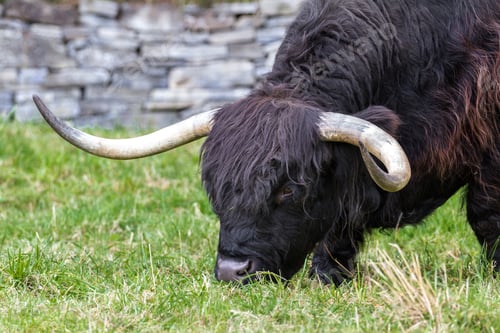 Preview: Close Up Of An Adult Highland Cow In A Field With Fresh Green Grass Late Summer In The Scottish