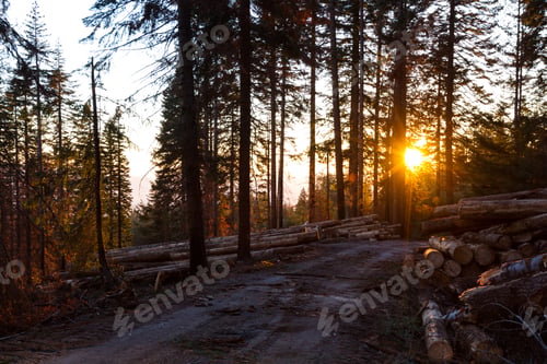 Preview: Logging Operation After A Large Forest Fire Burned A Large Section Of Forest In The Red Blanket