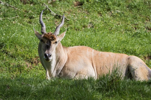 Preview: Closeup Of A Eland Antelope With A Very Soft Face And Twisted Horns Resting On Green Grass