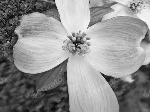Preview: Dogwood Tree Flower In Black And White