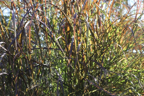 Preview: Tall Blades Of Prairie Grass With Feathery Plumes 2755