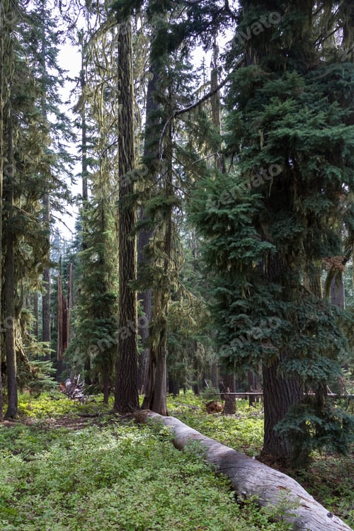 Preview: Peaceful Grove Of Fir Trees In Huckleberry Mountain In Southern Oregon