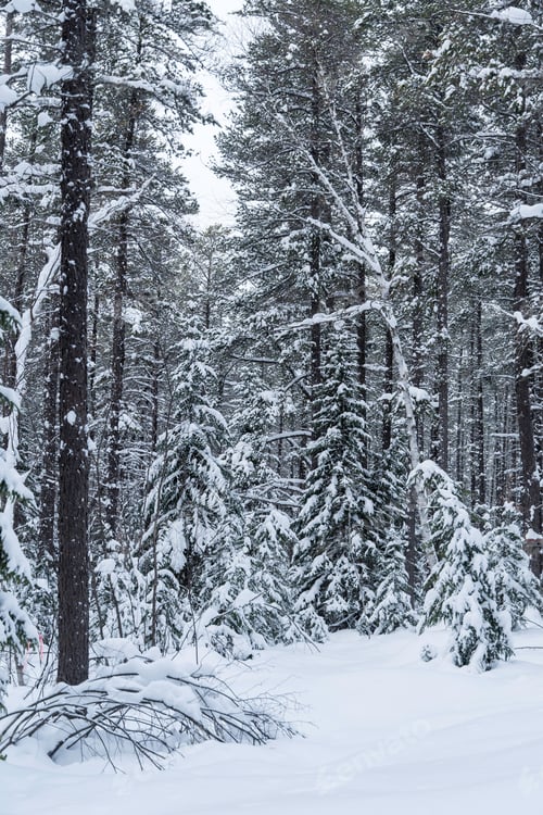 Preview: Portrait Photo Of A Forest Full Of Black Spruce Trees On A Cold Winter Day With Lots Of Snow On The