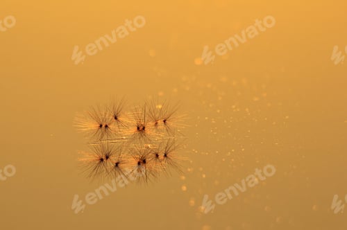 Preview: Grass Seed Background - Minimalism Within Nature - Fine Life And Plant Beauty