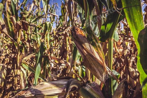 Preview: Corn Field (Patch)