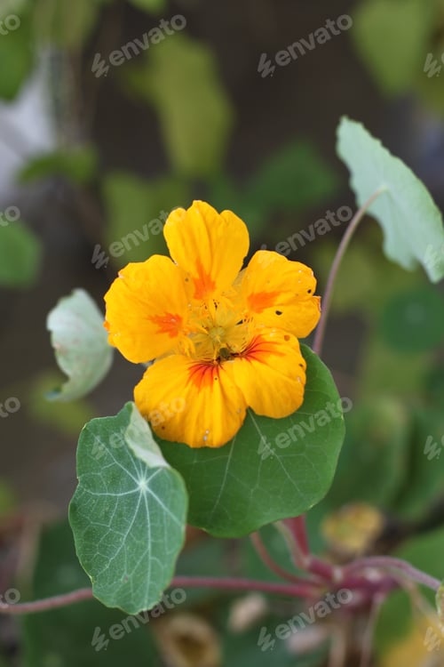 Preview: A Nasturium With A Yellow, Orange And Gold Flower. 3355