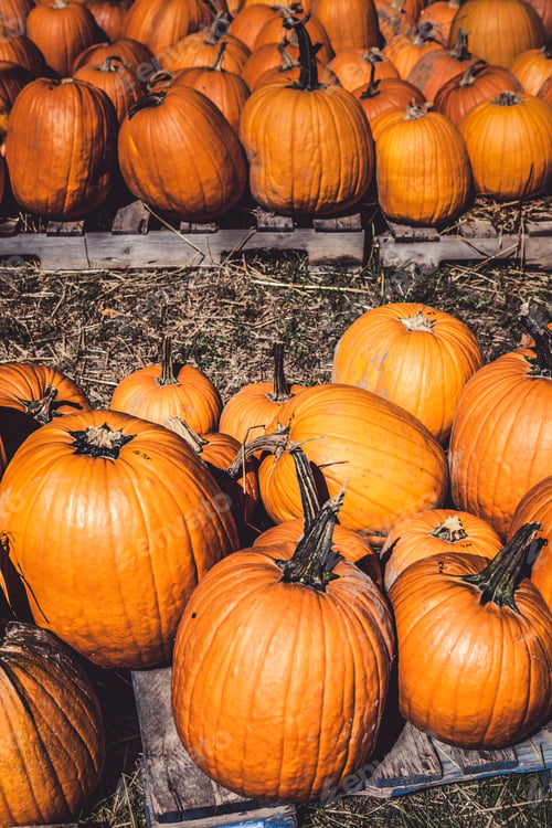 Preview: Pumpkins