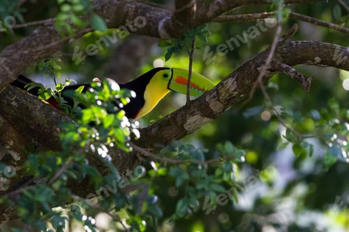 Preview: Keel Billed Toucan Perched On Tree Branch With A Bit Of Afternoon Sun Glow