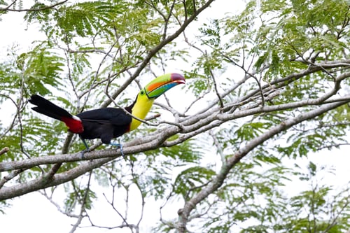 Preview: Keel Billed Tucan Perched On A Tree In The Rainforest Of Costa Rica