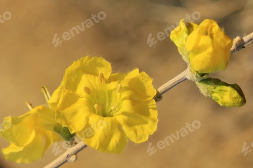 Preview: Camphor Bush Blossoms - Wild Flower Background From Africa - Yellow Star Of Captivating Beauty And