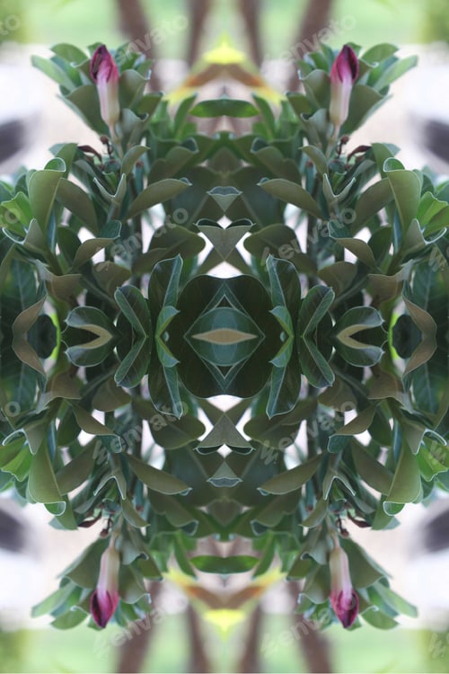 Preview: An Adenium Plant Abstract With Deep Crimson Red Flowers 0213