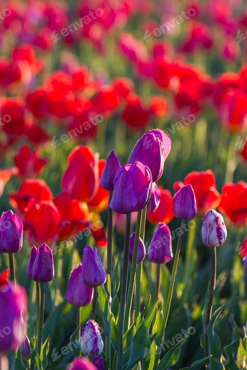 Preview: Beautiful Tulips In A Farm In Oregon, Early Morning In April