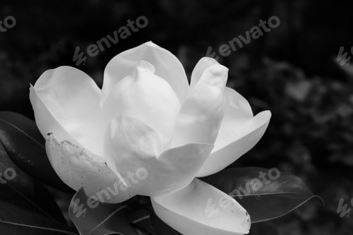 Preview: Magnolia Blossom In Black And White