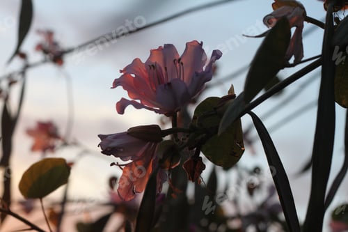 Preview: An Orchid Tree With Pink And Purple Flowers 9457