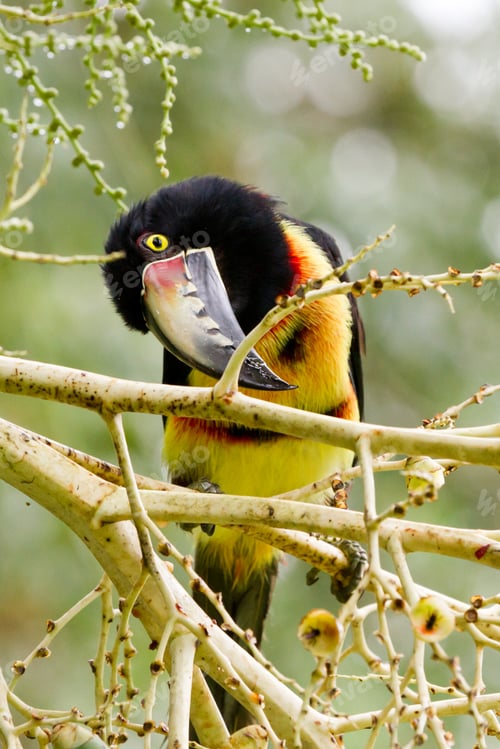 Preview: Closeup Of An Aracari Toucan In The Rain Forest Of Belize