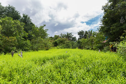 Preview: Image Of A Green Field In Asia. Tropical Countryside Rural Scene.