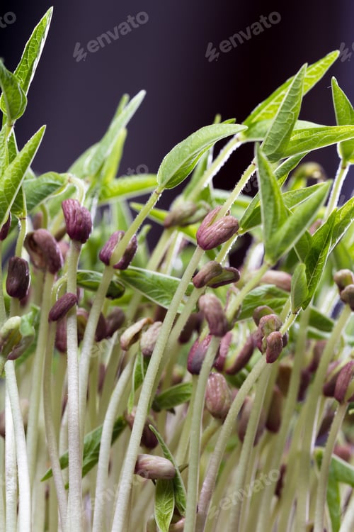 Preview: Close Up Of A Group Of Green Soybean Sprouts With Long Stems And Green Leaves