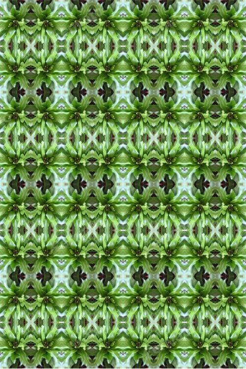Preview: A Crissie Birds Nest Fern Plant Abstract With Crinkly Green Leaves 0307