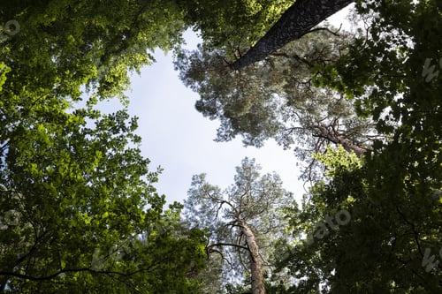 Preview: Forest From Switzerland