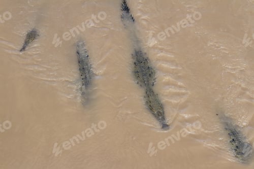 Preview: Group Of Crocodiles In The Grande De Tarcoles River In Costa Rica.