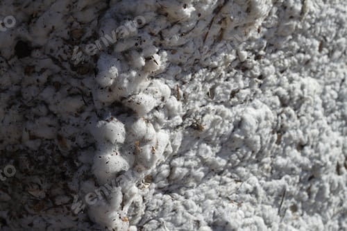 Preview: A Closeup Of A Bale Of Cotton Fresh From The Field. 4634