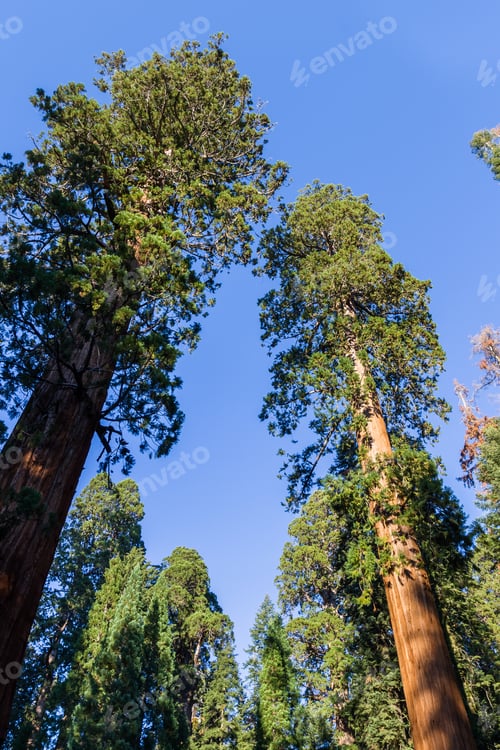 Preview: Giant Sequoia Trees In Sequoia Np In California With Blue Skies In The Background