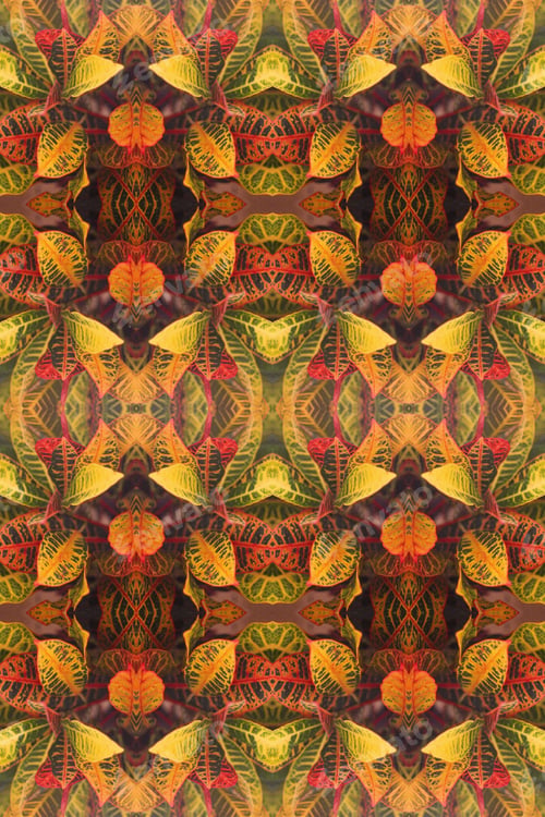 Preview: A Croton Petra Plant Abstract With Vivid Variegated Leaves 1906