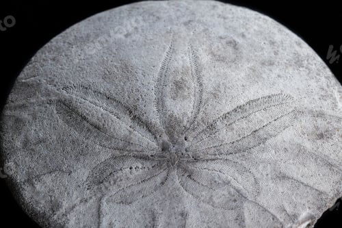 Preview: Old Sand Dollar Or Starfish Close Up With Interesting Texture And Pattern